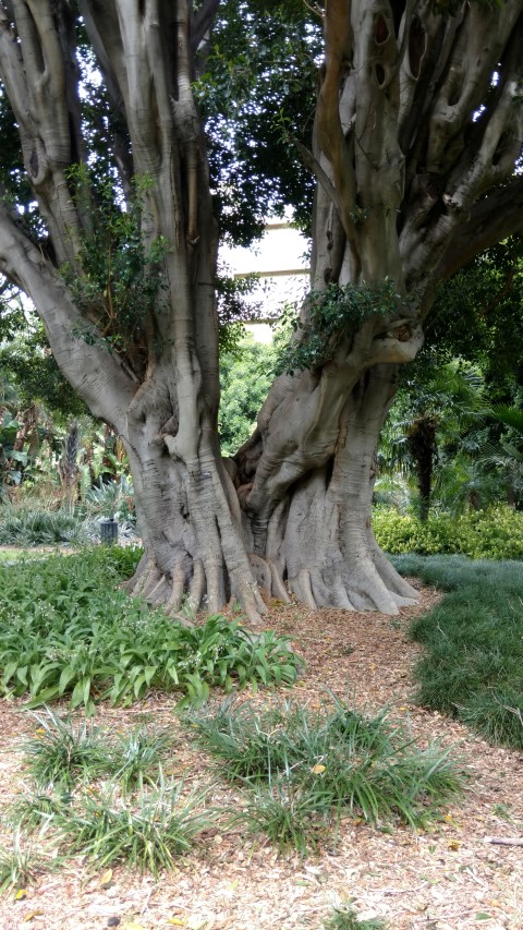 Ficus baileyana plantplacesimage20161223_104221.jpg