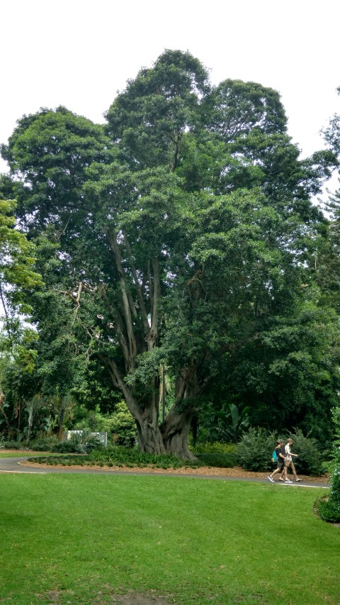 Ficus baileyana plantplacesimage20161223_104234.jpg