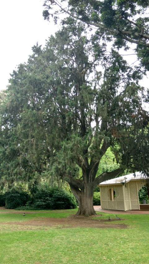 Cupressus torulosa plantplacesimage20161223_104450.jpg