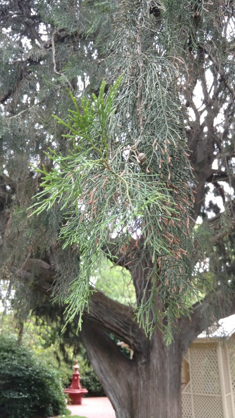 Cupressus torulosa plantplacesimage20161223_104632.jpg