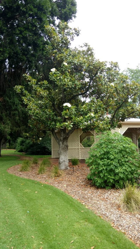 Magnolia grandiflora plantplacesimage20161223_104854.jpg