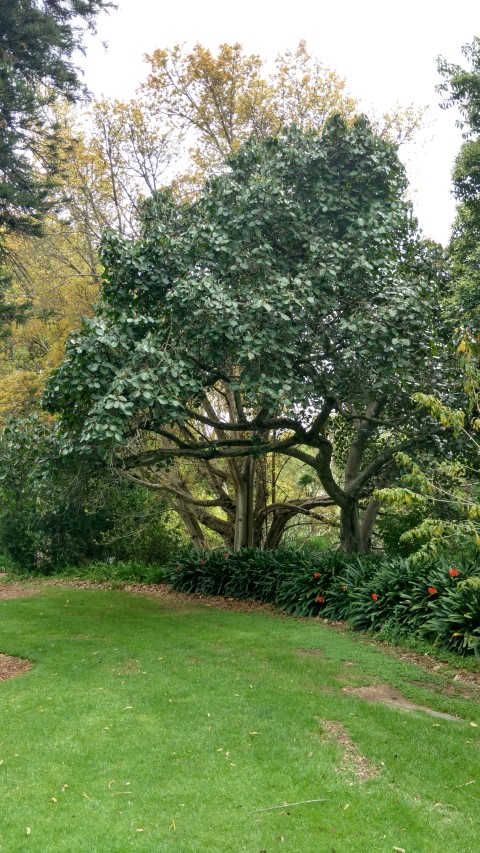 Ficus benghalensus plantplacesimage20161223_105217.jpg