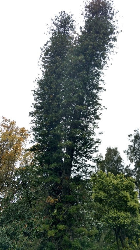 Araucaria columnaris plantplacesimage20161223_105407.jpg