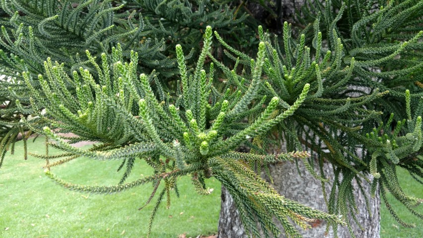 Araucaria columnaris plantplacesimage20161223_105428.jpg