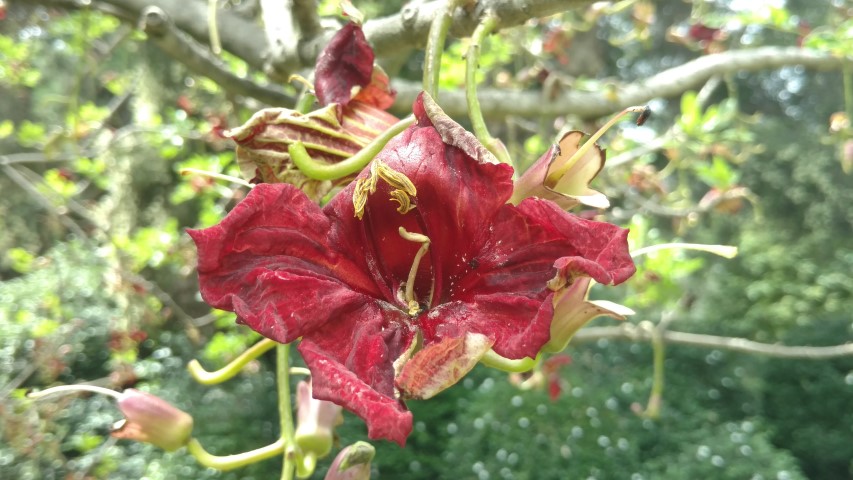 Kigelia pinnata plantplacesimage20161223_110555.jpg