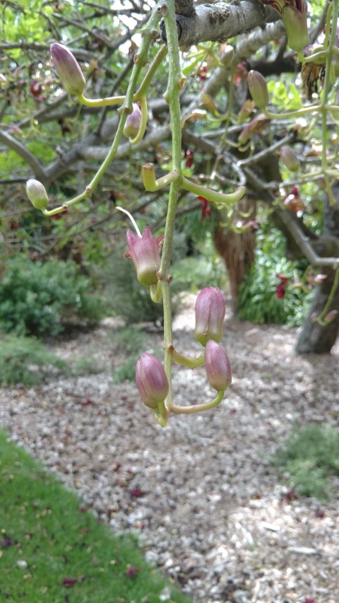 Kigelia pinnata plantplacesimage20161223_110635.jpg