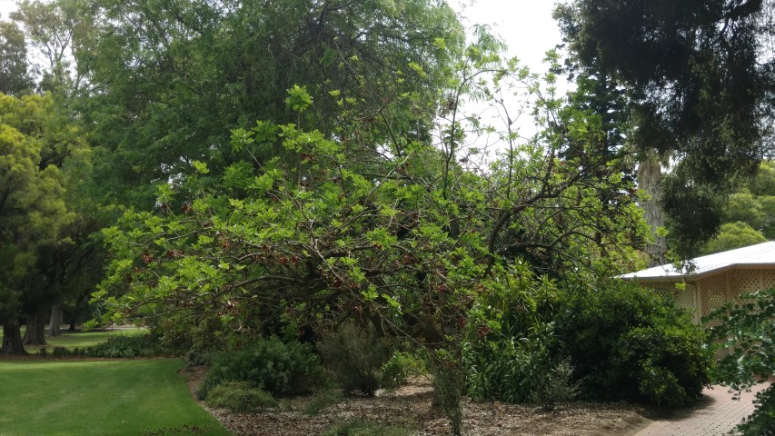 Kigelia pinnata plantplacesimage20161223_110653.jpg