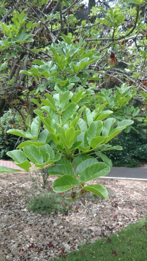 Kigelia pinnata plantplacesimage20161223_110717.jpg