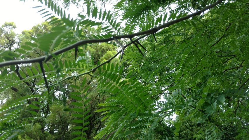 Gleditsia triacanthos plantplacesimage20161223_111508.jpg