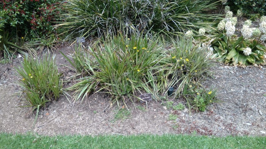 Hypoxis rooperi plantplacesimage20161223_111805.jpg