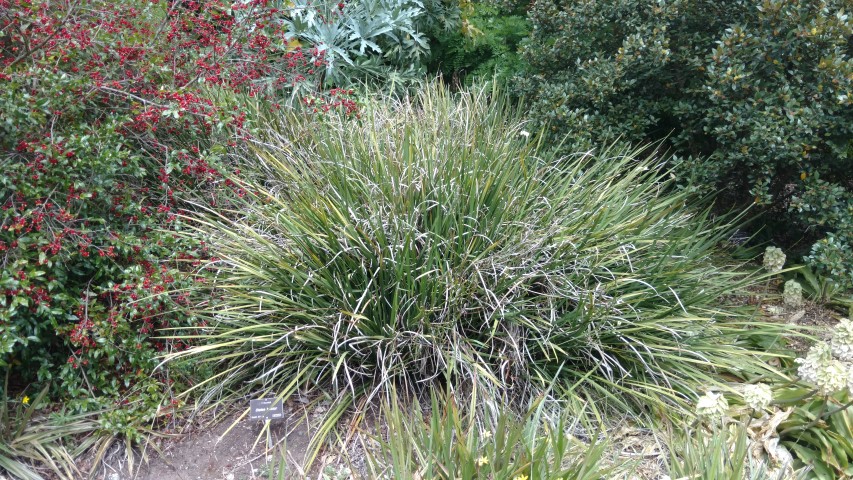 Dietes bicolor plantplacesimage20161223_111826.jpg