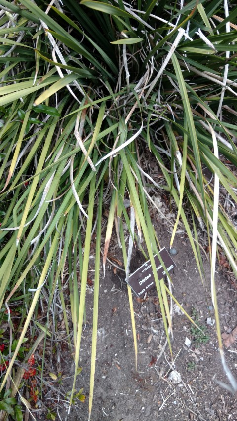 Dietes bicolor plantplacesimage20161223_111846.jpg