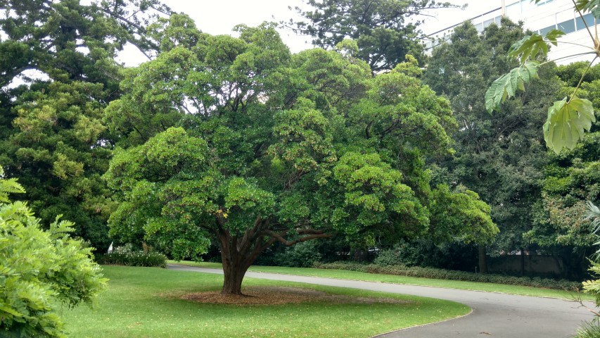 Arbutus unedo plantplacesimage20161223_112037.jpg