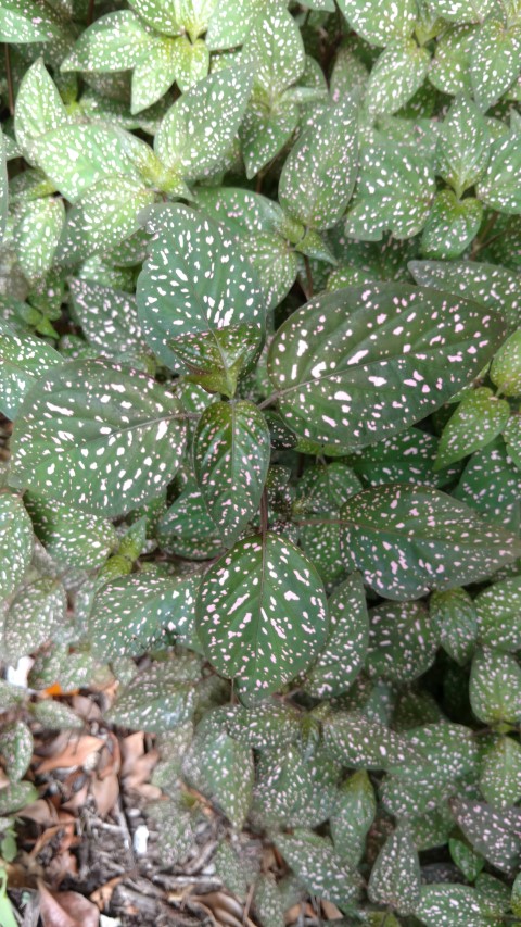 Hypoestes sanguinolenta plantplacesimage20161223_112257.jpg