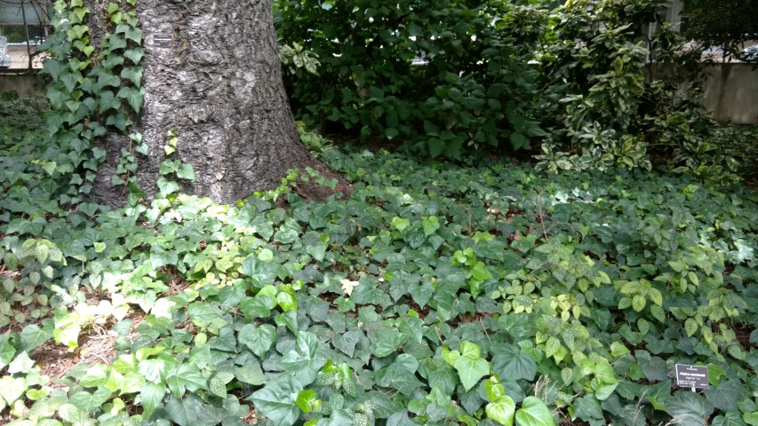 Hedera algeriensis plantplacesimage20161223_112700.jpg