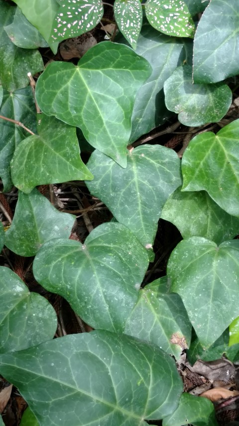 Hedera algeriensis plantplacesimage20161223_112718.jpg