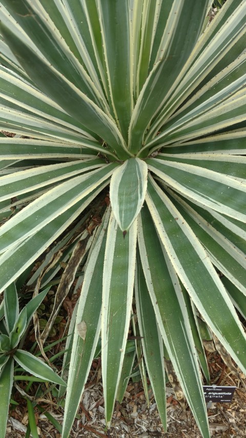 Agave angustifolia plantplacesimage20161223_113030.jpg