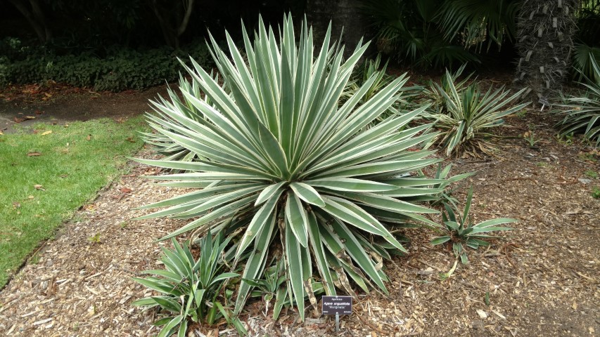 Agave angustifolia plantplacesimage20161223_113043.jpg