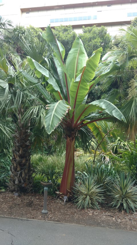 Ensete ventricosum plantplacesimage20161223_113235.jpg