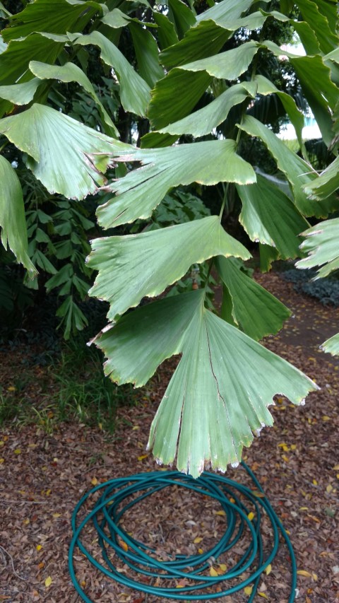 Caryota spp. plantplacesimage20161223_114108.jpg