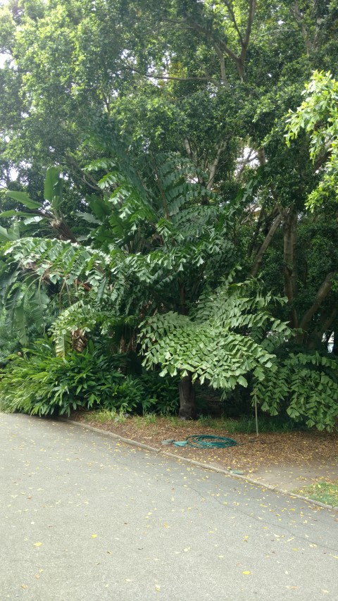 Caryota spp. plantplacesimage20161223_114121.jpg