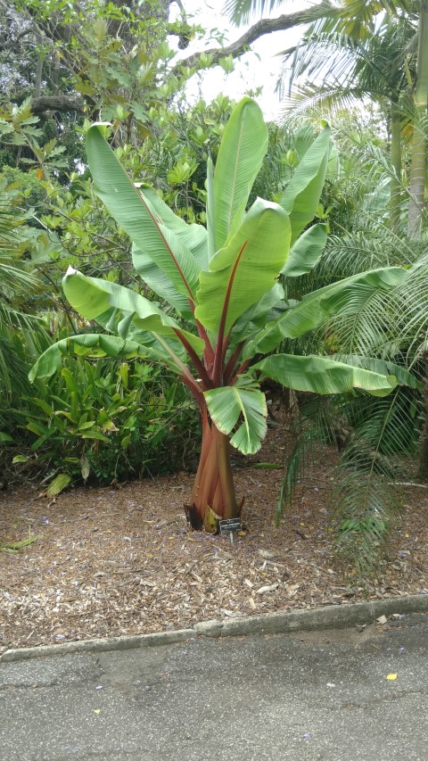 Ensete ventricosum plantplacesimage20161223_114421.jpg