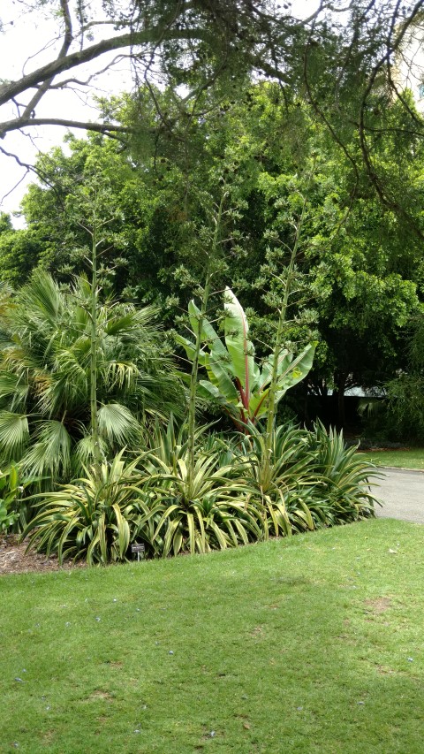 Agave desmettiana plantplacesimage20161223_114750.jpg