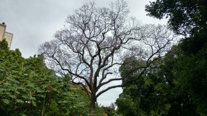 Jacaranda mimosifolia plantplacesimage20161223_114844.jpg