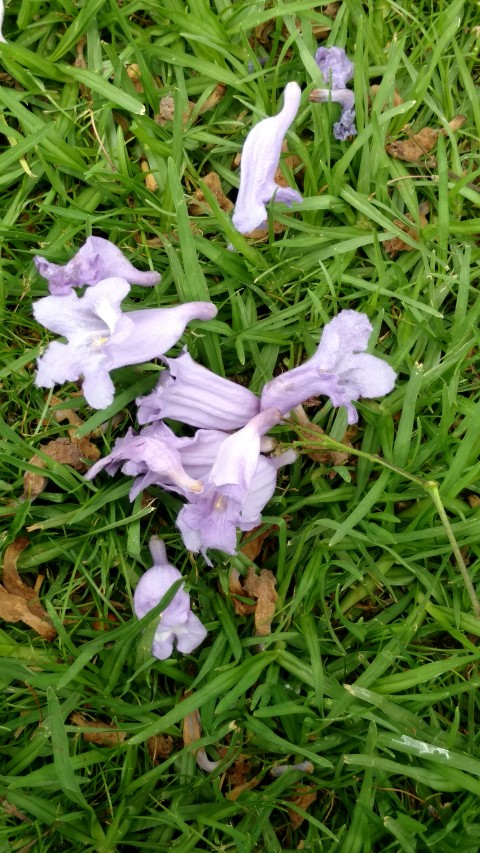 Jacaranda mimosifolia plantplacesimage20161223_114924.jpg