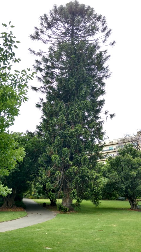 Araucaria bidwillii plantplacesimage20161223_115504.jpg