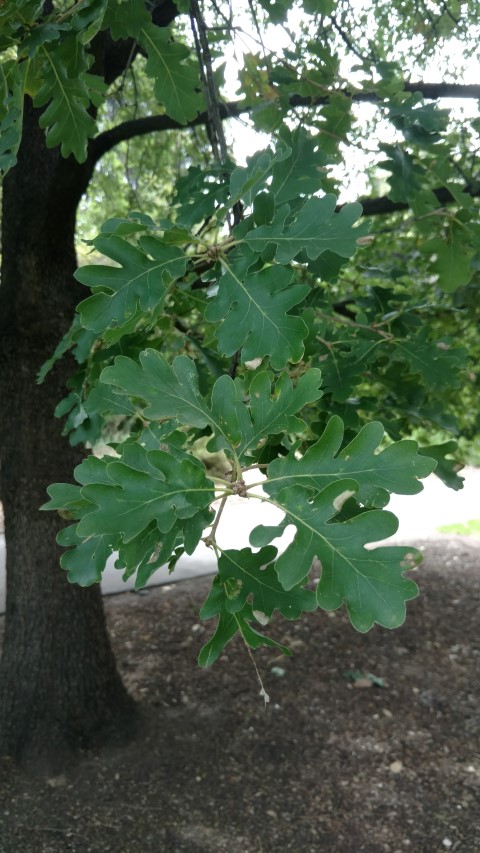 Quercus pubescens plantplacesimage20161223_120033.jpg