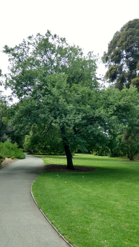 Quercus pubescens plantplacesimage20161223_120045.jpg