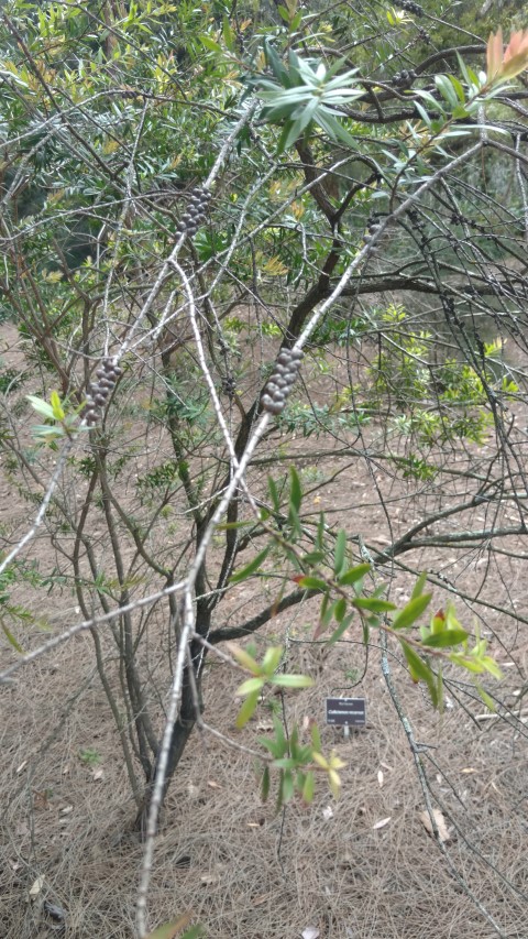 Callistemon recurvus plantplacesimage20161223_120213.jpg