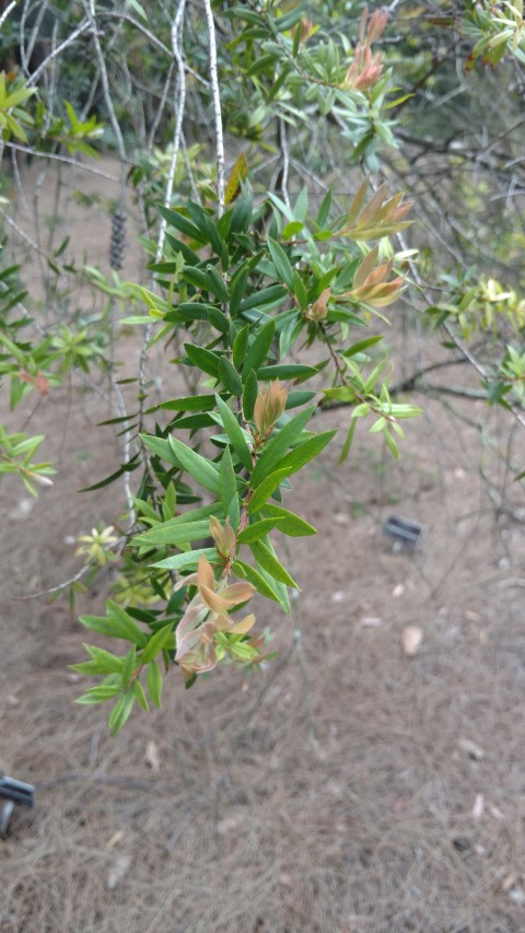 Callistemon recurvus plantplacesimage20161223_120244.jpg