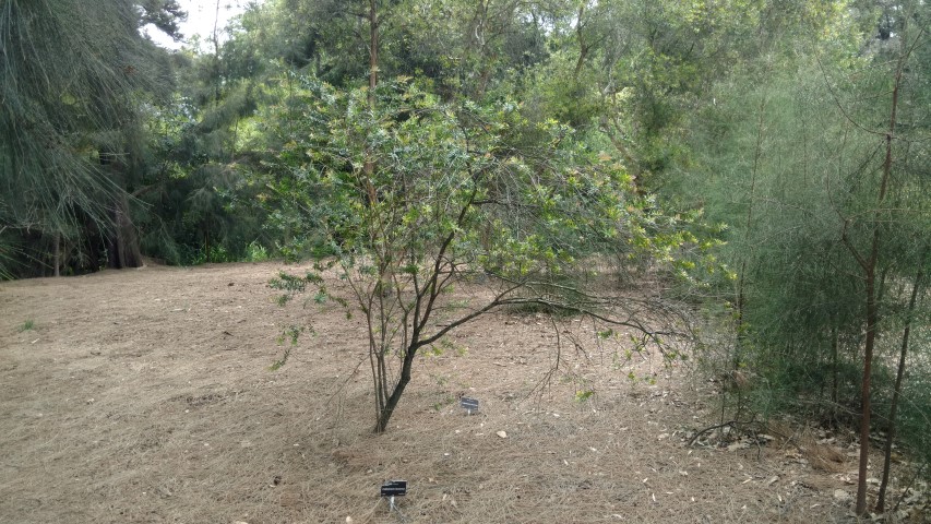 Callistemon recurvus plantplacesimage20161223_120254.jpg