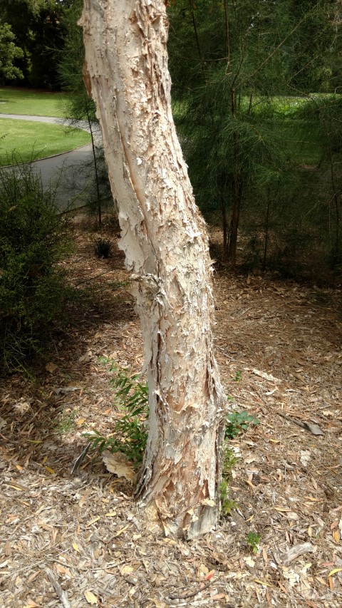 Melaleuca quinquenervia plantplacesimage20161223_120405.jpg