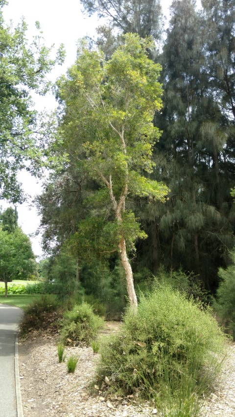 Melaleuca quinquenervia plantplacesimage20161223_120428.jpg