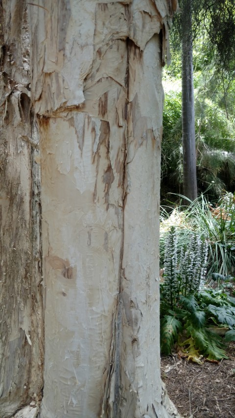 Melaleuca styphelioides plantplacesimage20161223_120700.jpg