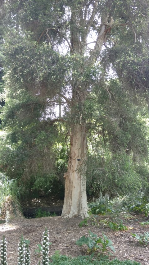 Melaleuca styphelioides plantplacesimage20161223_120802.jpg