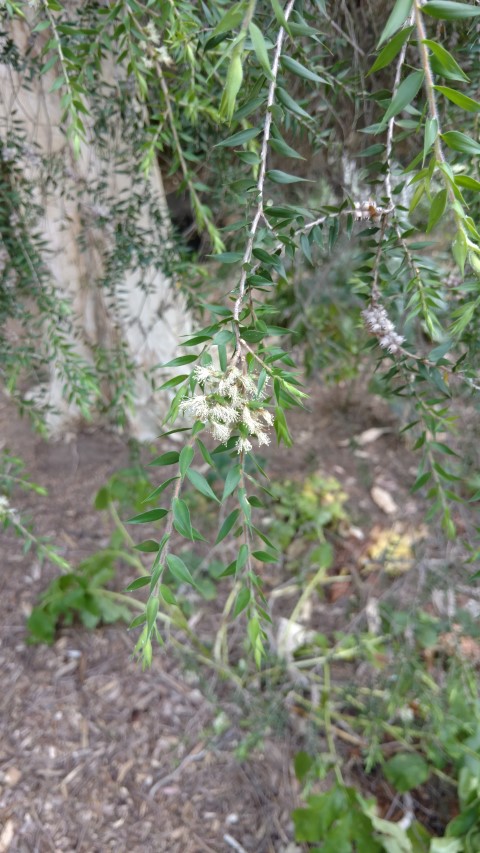 Melaleuca styphelioides plantplacesimage20161223_120817.jpg