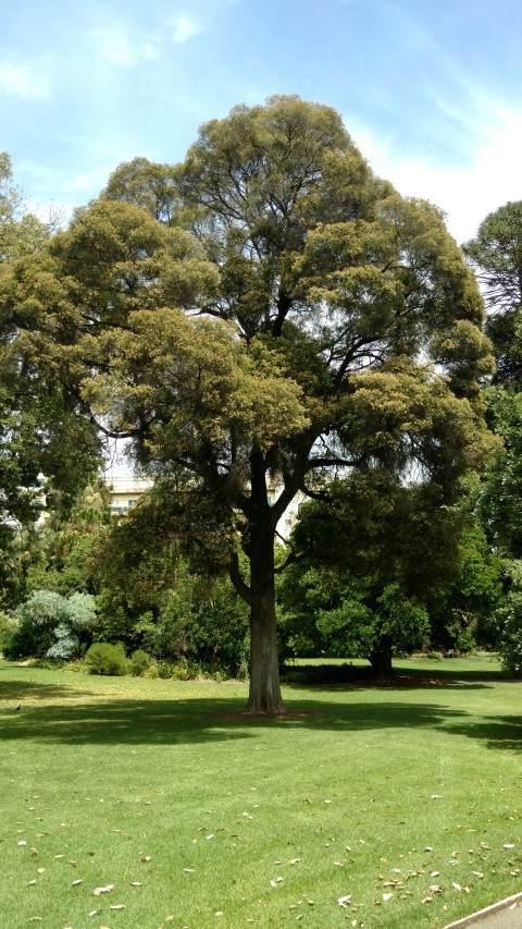 Melaleuca braceata plantplacesimage20161223_120919.jpg