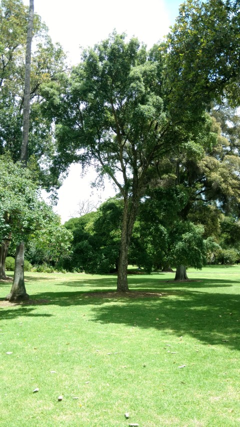 Quercus suber plantplacesimage20161223_121146.jpg