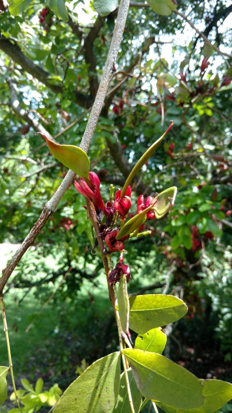 Schotia brachypetala plantplacesimage20161223_121451.jpg