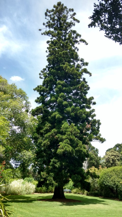 Araucaria cunninghamii plantplacesimage20161223_121849.jpg