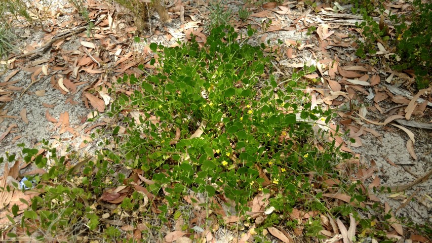Goodenia varia plantplacesimage20161223_122554.jpg