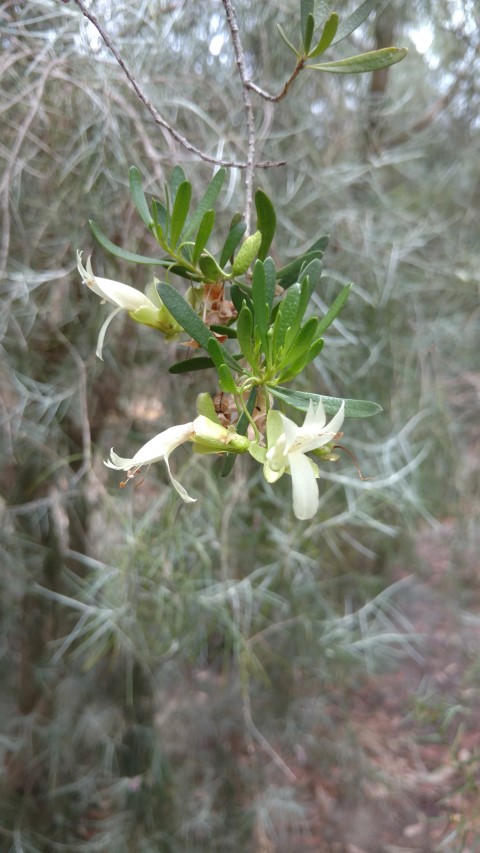 Acacia cyperophylla plantplacesimage20161223_122932.jpg