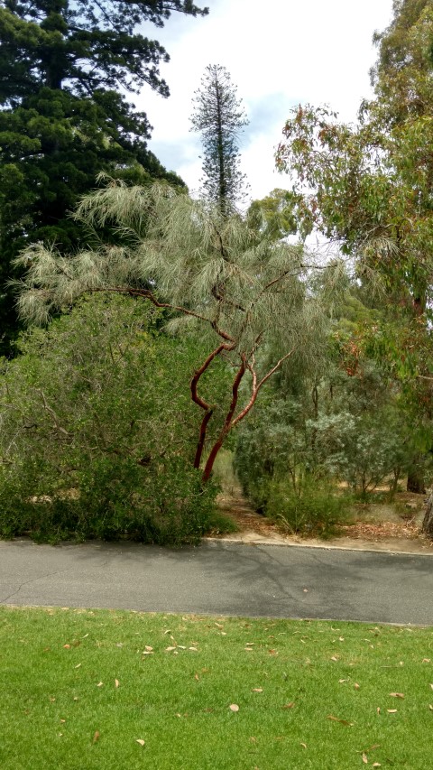 Acacia cyperophylla plantplacesimage20161223_122955.jpg