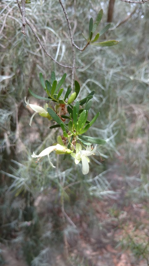 Eremophila alternifolia plantplacesimage20161223_123049.jpg