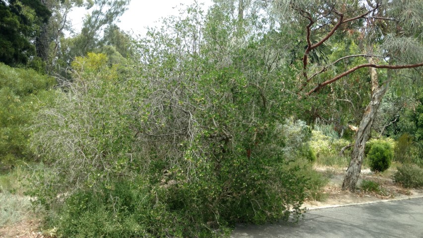 Eremophila alternifolia plantplacesimage20161223_123106.jpg