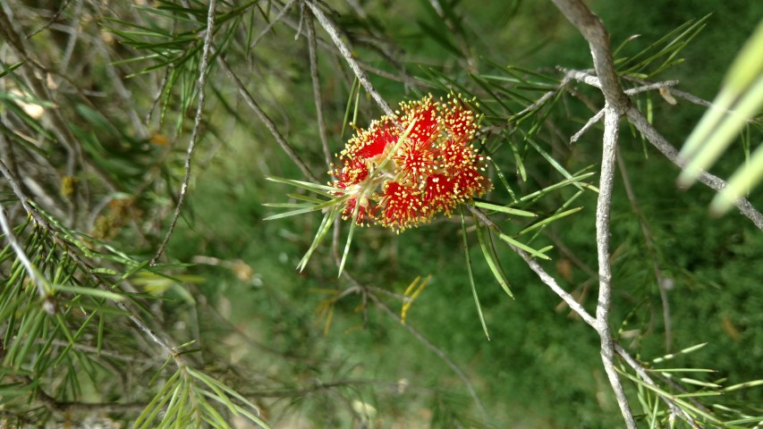 Callistemon brachyandrus plantplacesimage20161223_123240.jpg